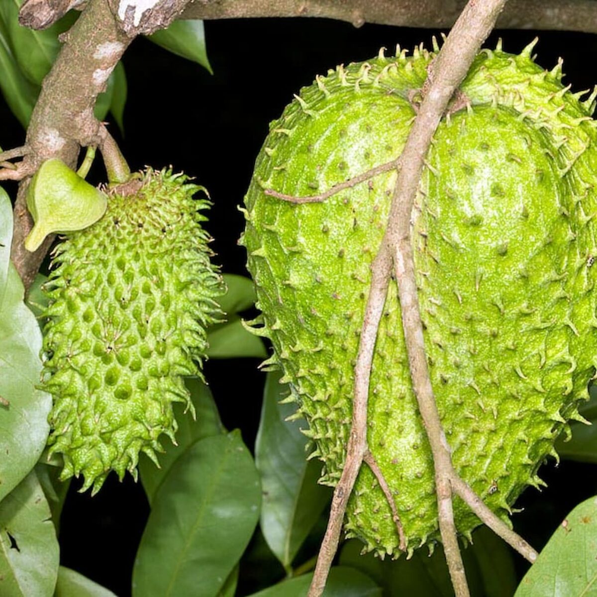 Annona-muricata-3